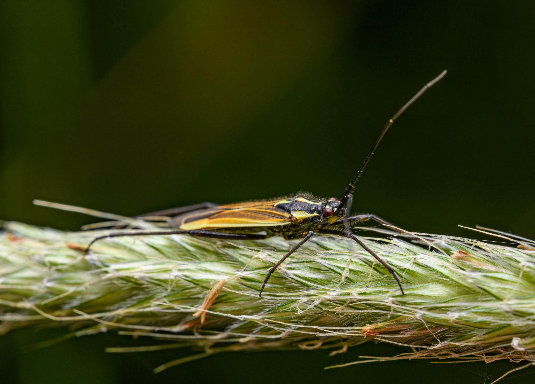 Insect on Straw · Free Stock Photo