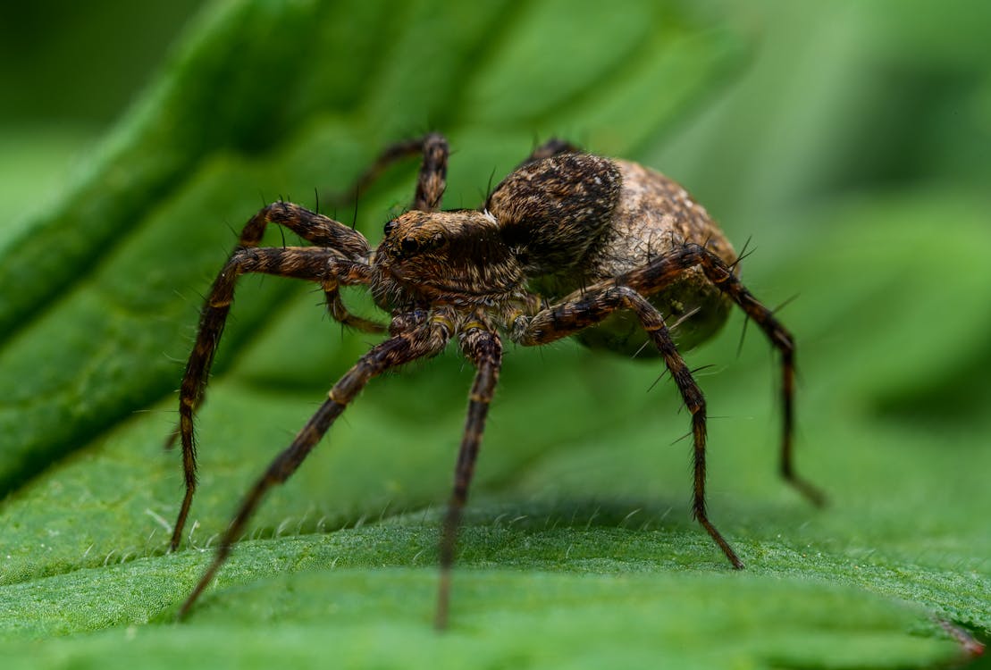 A spider on a leaf with green leaves