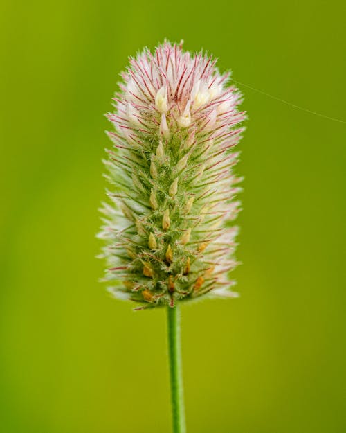A close up of a single flower on a grassy field