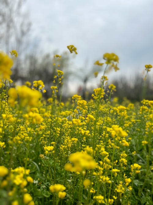 Fotos de stock gratuitas de amarillo, flor que se abre, flores bonitas