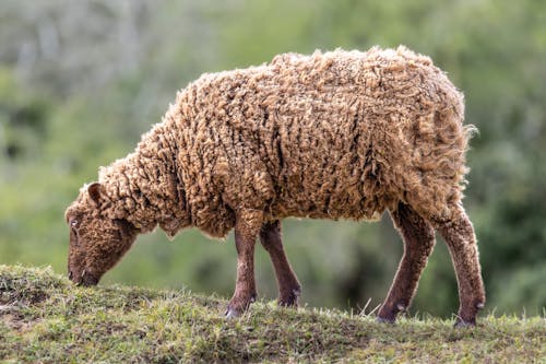 Darmowe zdjęcie z galerii z fotografia zwierzęcia, owca, pasący się