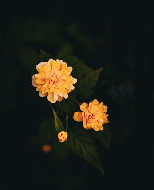 Two yellow flowers in the dark with black background