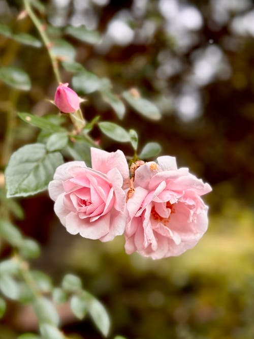 Kostnadsfri bild av anläggning, blommor, kronblad