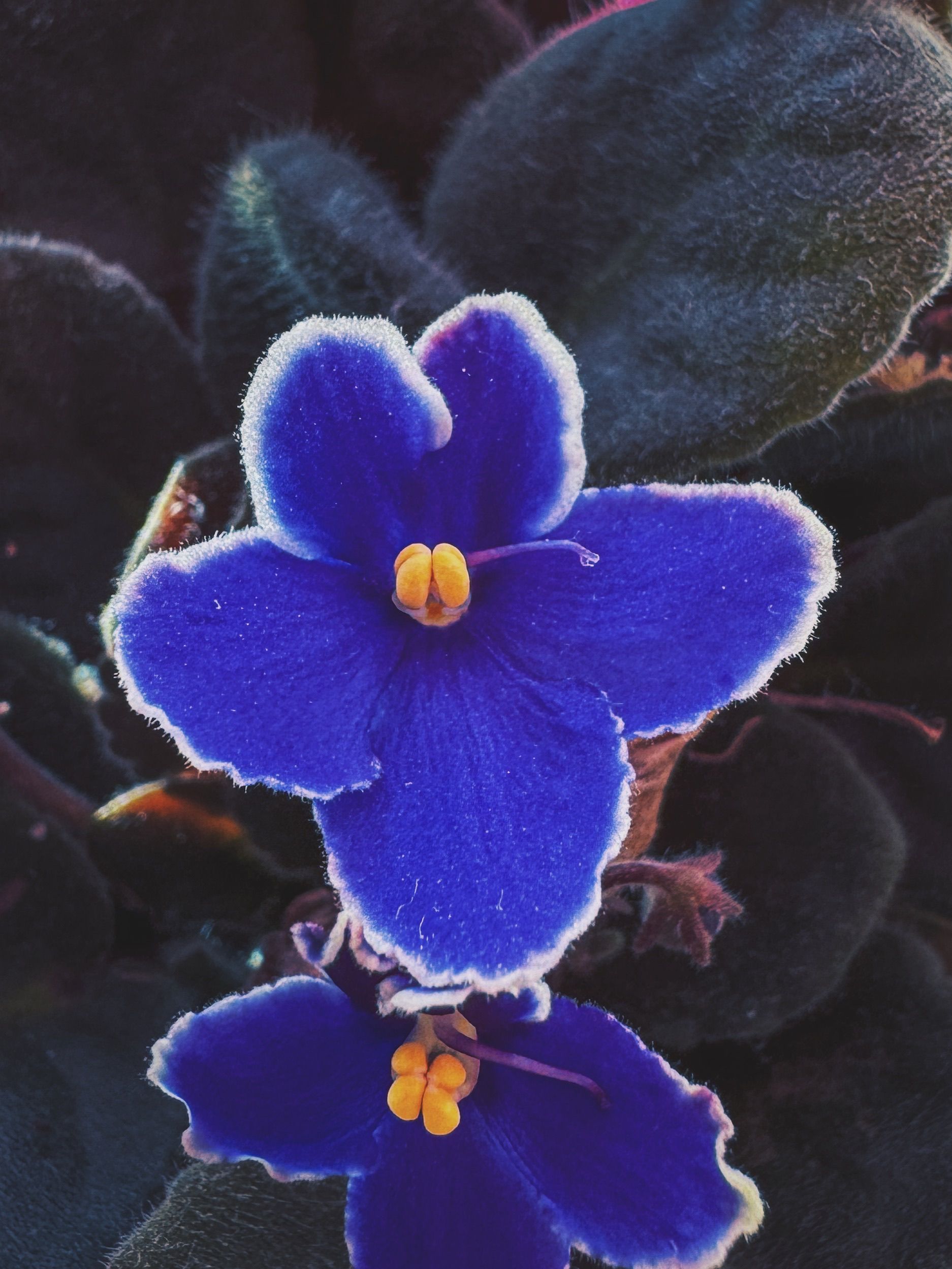 Fotomural Un primer plano detallado de una flor de violeta africana en flor, mostrando pétalos azules vívidos.