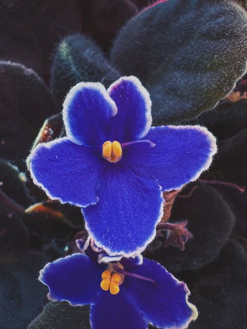 Fotomural Un primer plano detallado de una flor de violeta africana en flor, mostrando pétalos azules vívidos.