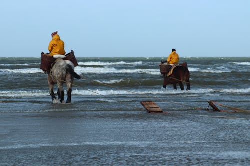 Foto profissional grátis de animais, cavalgada, cavalos