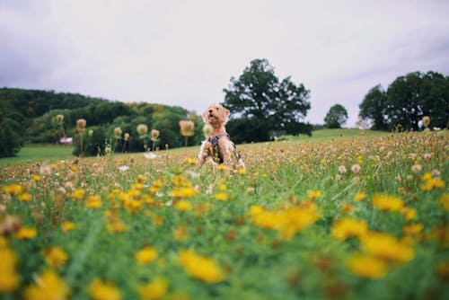 A dog in a field of yellow flowers