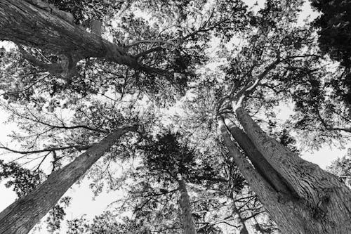 Gratis lagerfoto af afsluttende projekt, bark, bernal højder