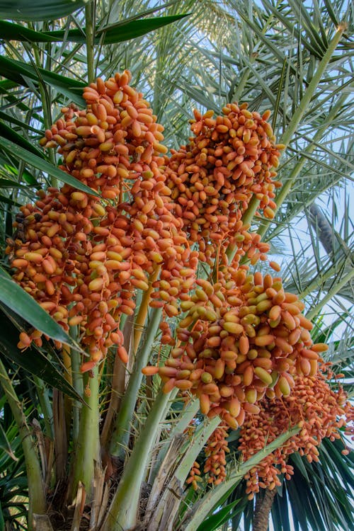 Dates Growing on a Palm Tree