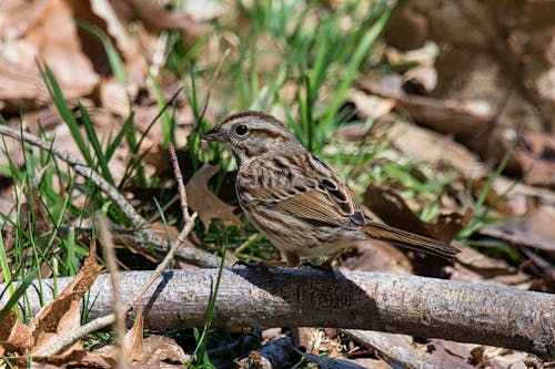 A song sparrow blending into its natural environment.
