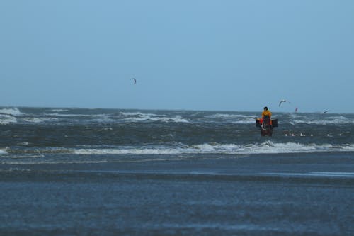 Free stock photo of brown horse, fishermen, sea shore