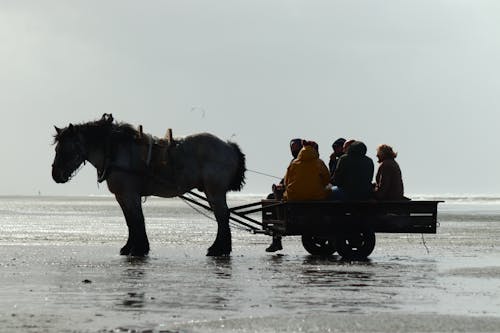 Free stock photo of brown horse, fishermen, sea shore