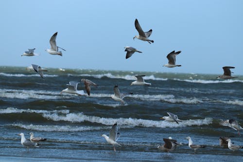 Free stock photo of sea shore, seagulls