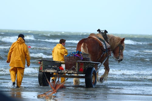 Free stock photo of brown horse, fishermen, sea shore