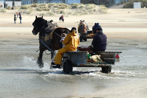 Free stock photo of brown horse, fishermen, sea shore