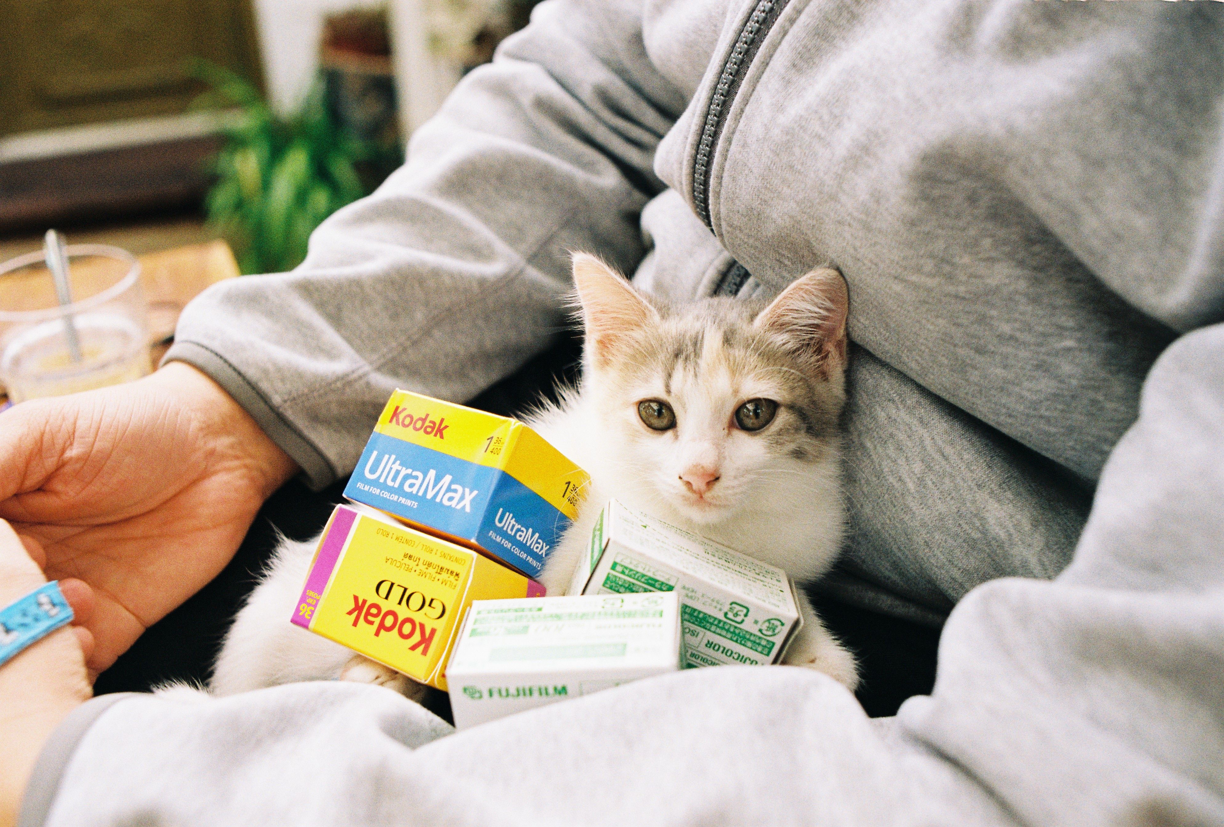 Adorable kitten snugly nestled with film boxes in a cozy gray hoodie setting.