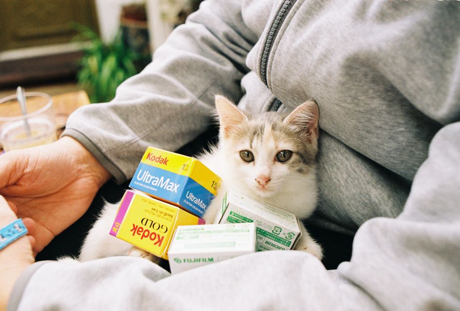 かわいい子猫がグレーのフーディの快適な設定の中でフィルムボックスにぴったり寄り添っています。