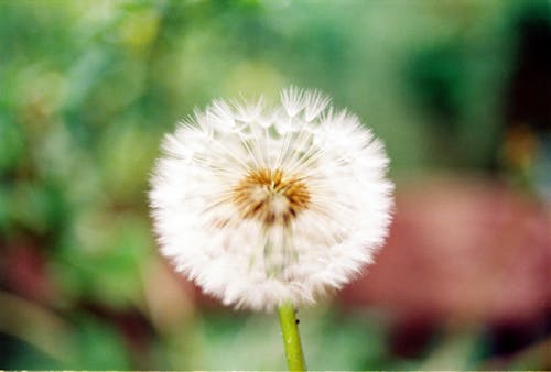 A dandelion is shown in this photo