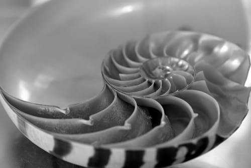 Foto profissional grátis de concha, conchas do mar, espiral