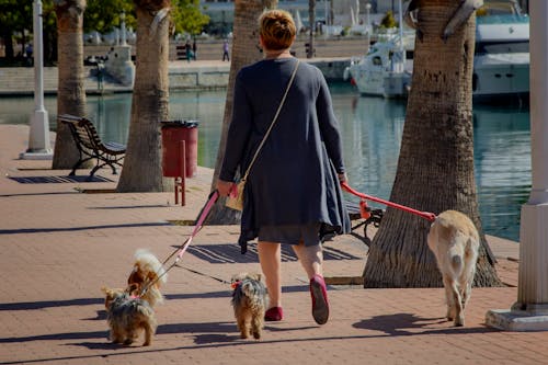 강아지, 개, 거리의 무료 스톡 사진