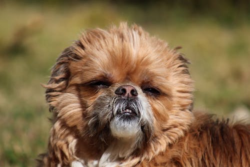Kostenloses Stock Foto zu brauner hund, feld, häuslich
