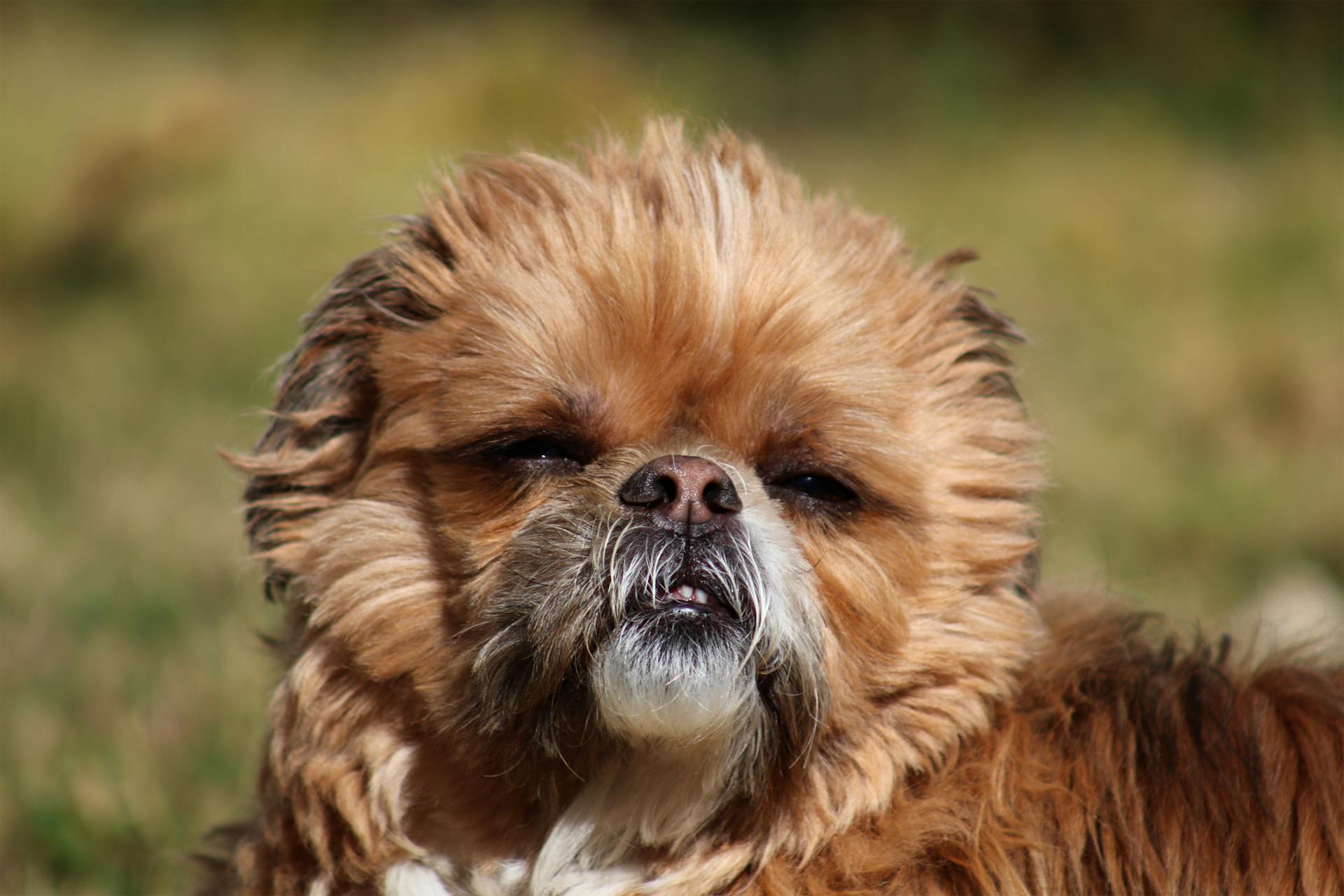 Close-up van een bruine Shih Tzu-hond die in zonlicht zit