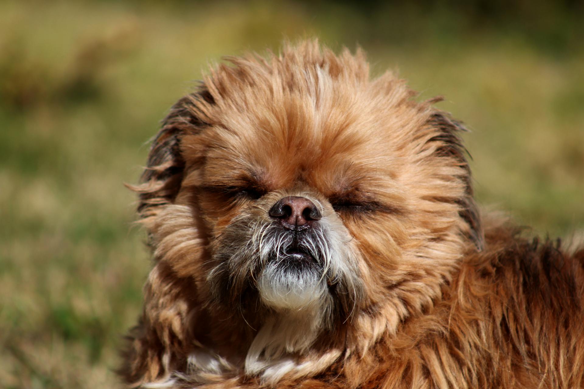 Close-up van een bruine Shih Tzu-hond die in zonlicht zit