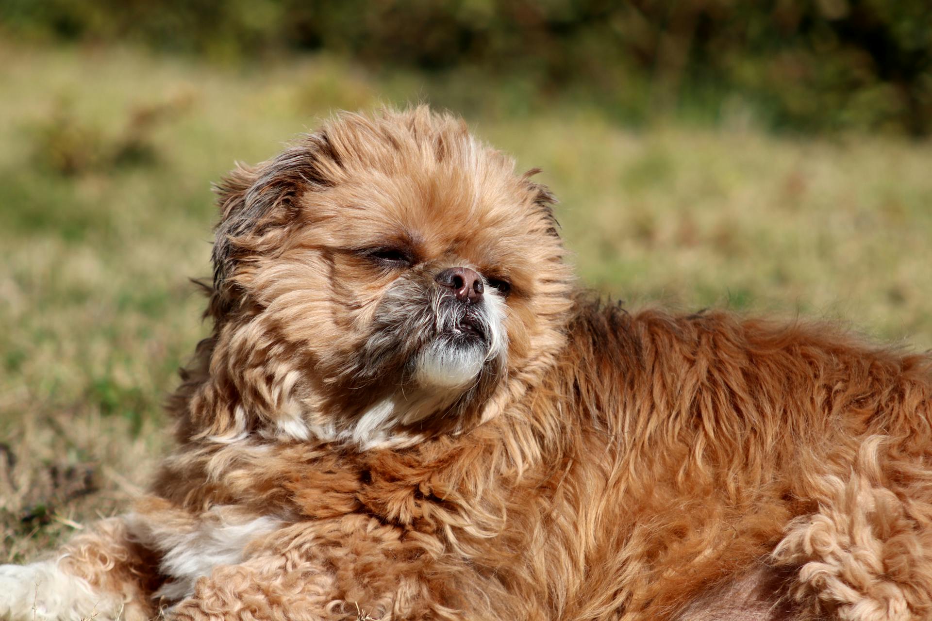 Pekinese Dog Laying on a Grass