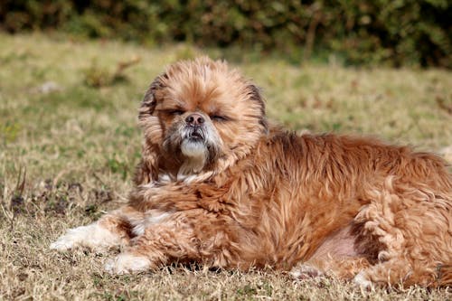 Бесплатное стоковое фото с домашний, коричневая собака, лежащий
