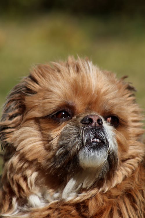 Immagine gratuita di animale domestico, avvicinamento, cane