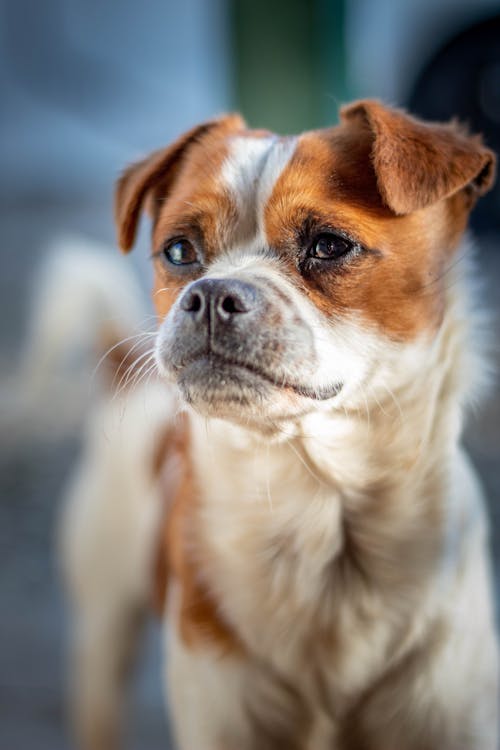 Základová fotografie zdarma na téma dívání, dogy, domácí mazlíček