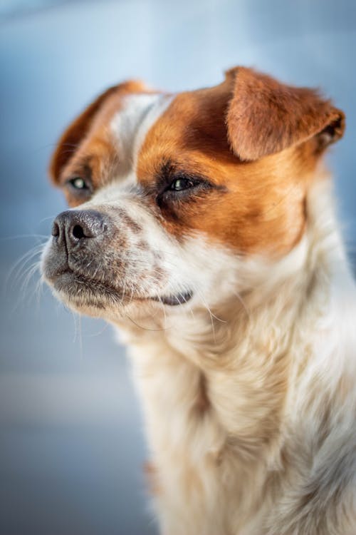 動物の写真, 国内の, 犬の無料の写真素材