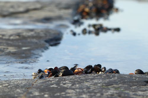 Free stock photo of sea shells