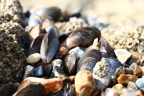 A close up of mussels on the beach