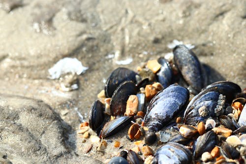 Free stock photo of sea shells