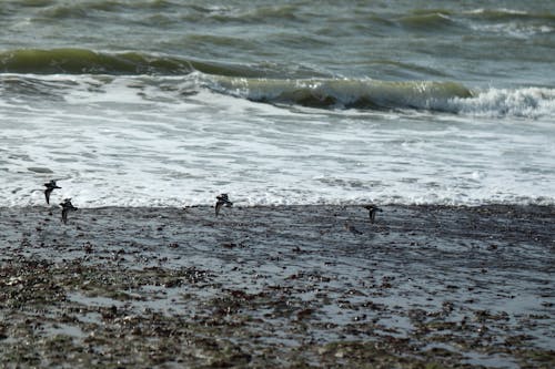 Free stock photo of birds, sea shore