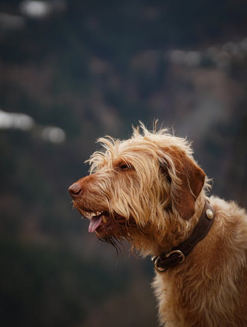 Gratis lagerfoto af brun hund, dyrefotografering, hjemlig
