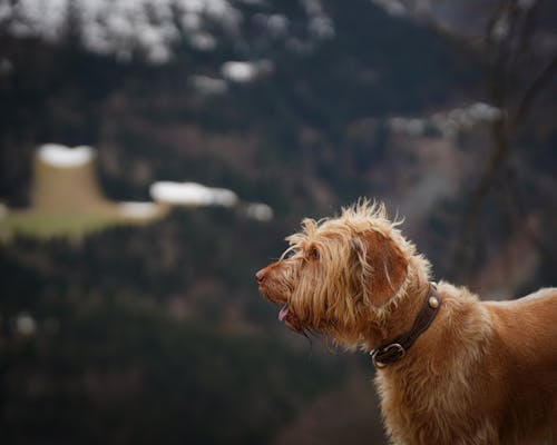 A dog is standing on a hill looking at the mountains