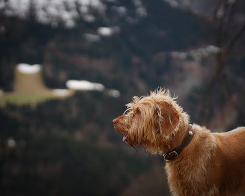 Foto profissional grátis de animal de estimação, árvores, bonitinho