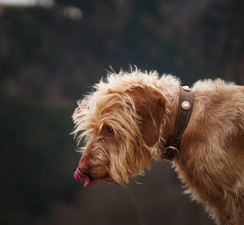 A dog with a collar on its neck sticking its tongue out
