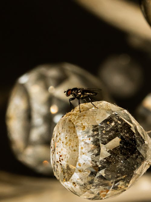 A fly sits on a crystal ball in a room
