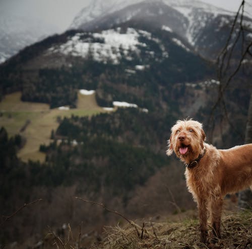 A dog standing on top of a mountain with snow in the background