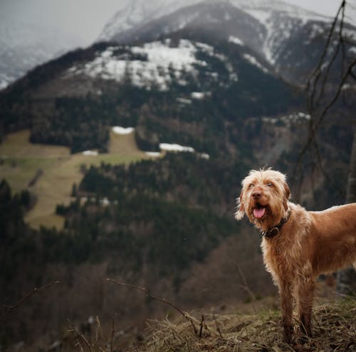 Kostenloses Stock Foto zu bäume, berge, brauner hund