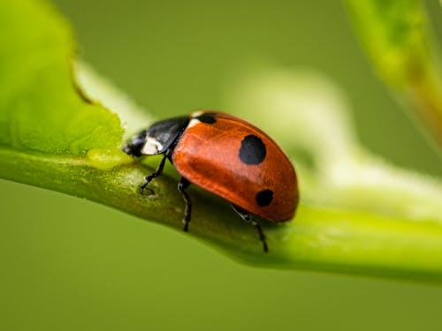 Lady bird