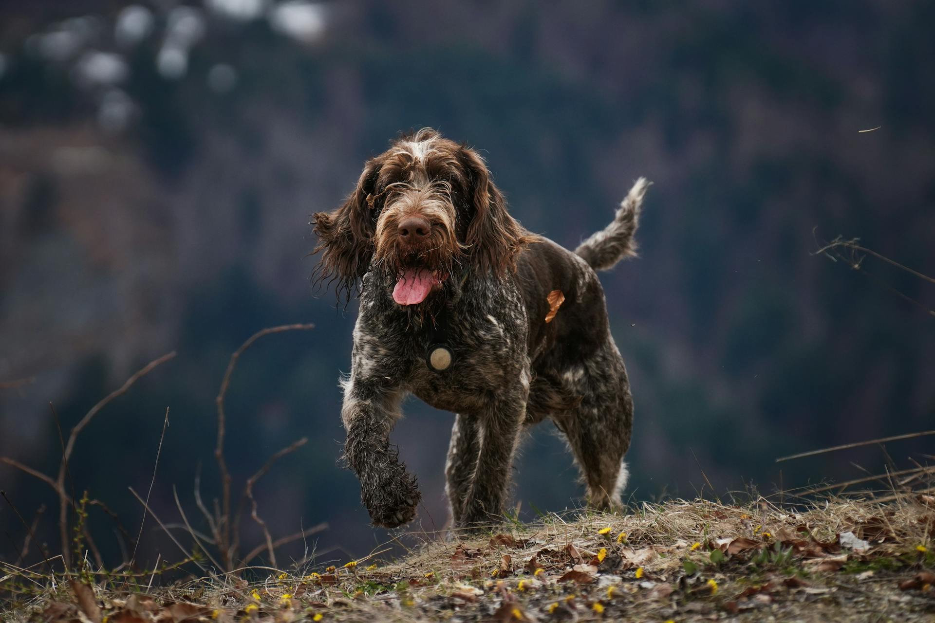 German Wirehaired Pointer Running up the Hill