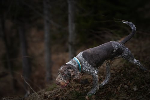 A german shorthair pointer dog running through the woods