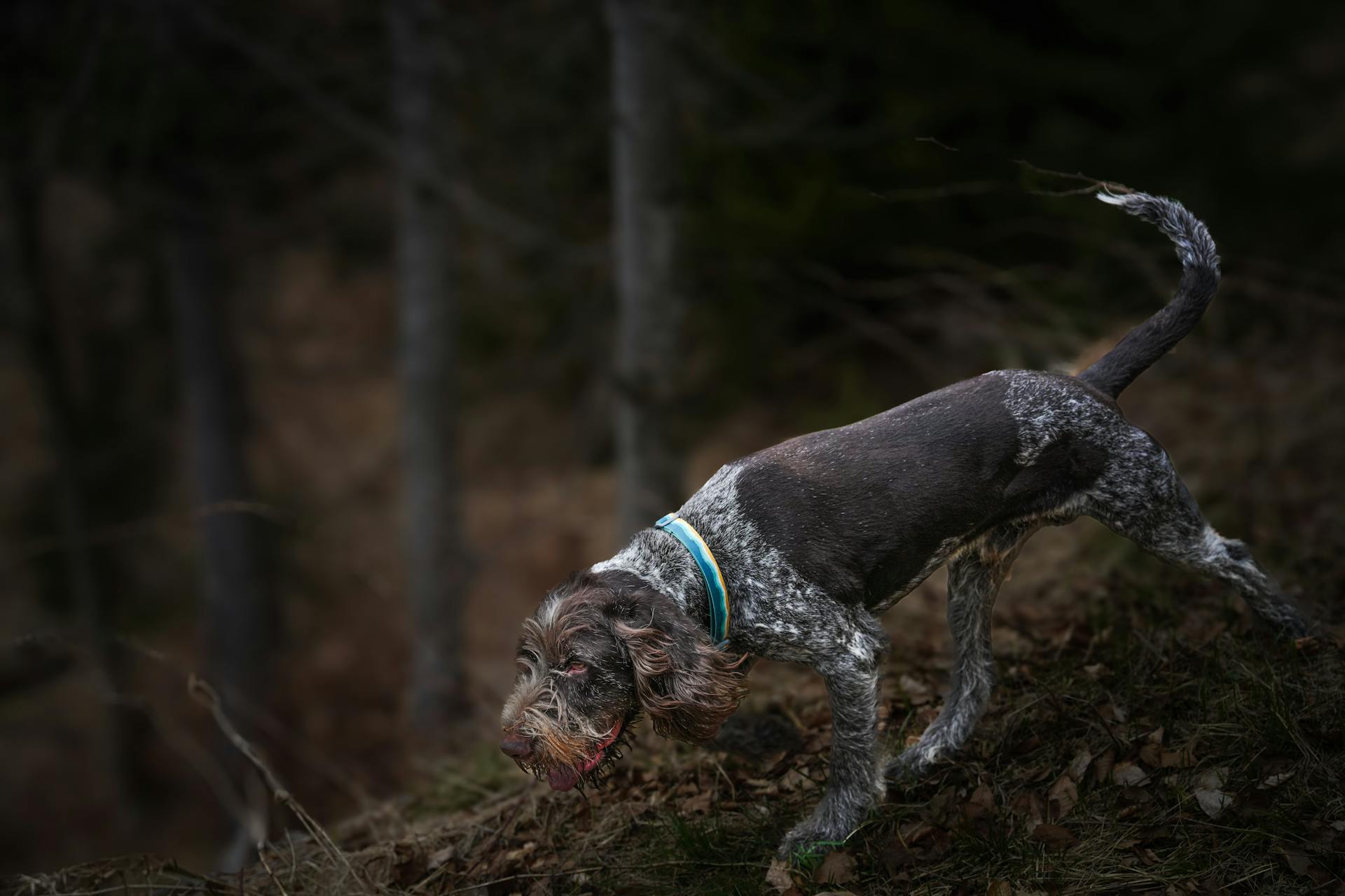 Duitse draadharige pointer in het bos