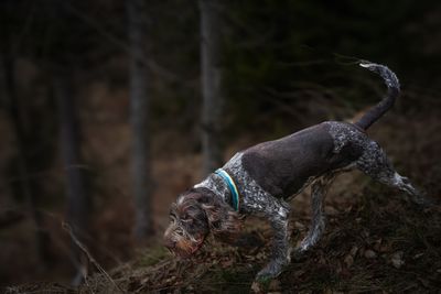 Tysk strävhårig vorsteh – hundras