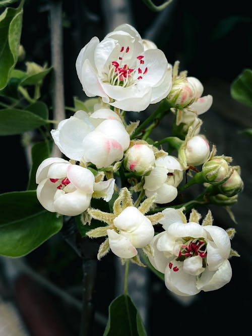 Foto d'estoc gratuïta de flor blanca, flor de primavera, flors