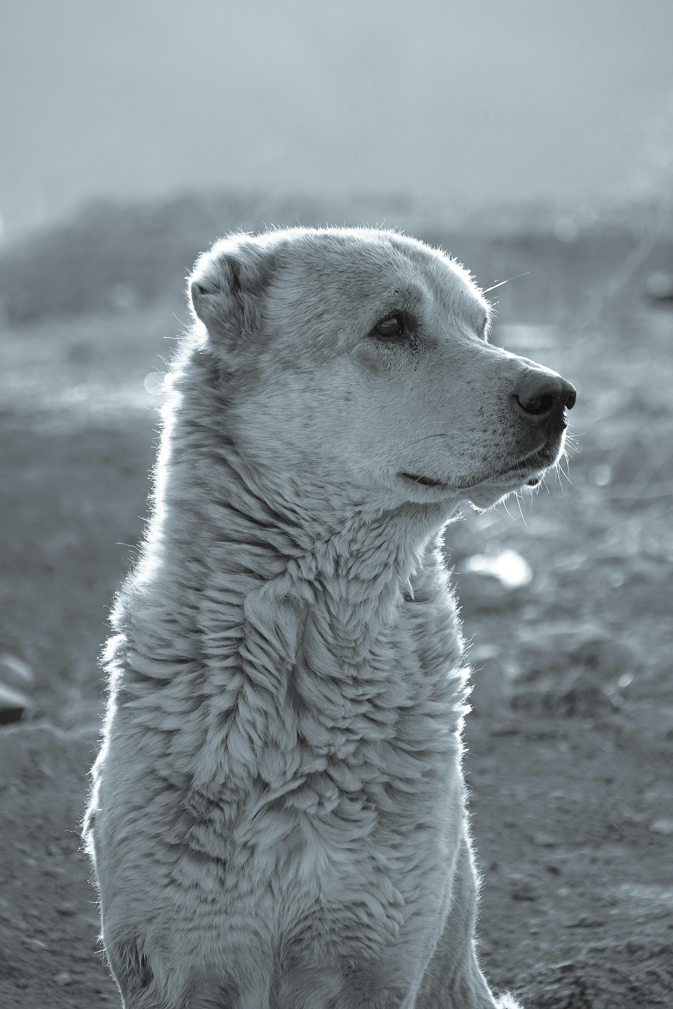 shepherding dog on meadow